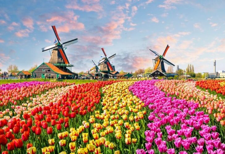 Landscape with tulips, traditional dutch windmills and houses