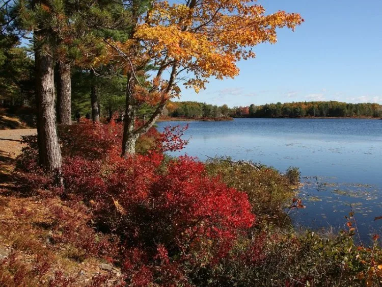 Acadia National Park Foliage