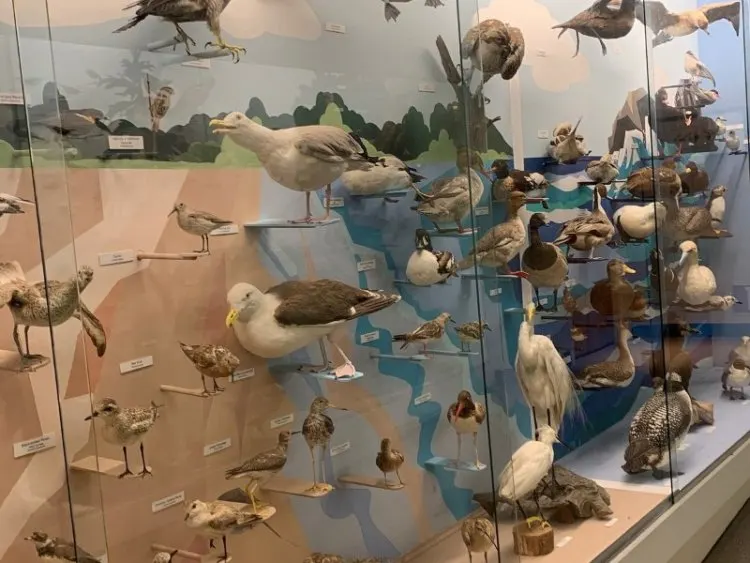 Cape Cod Museum of Natural History Exhibit