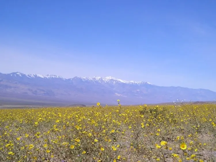 Death Valley Wildflower and Skyline