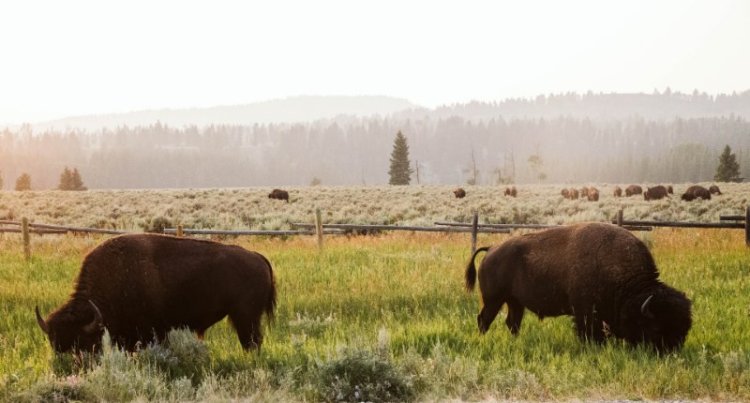 Pair of Bison in Grand Teton