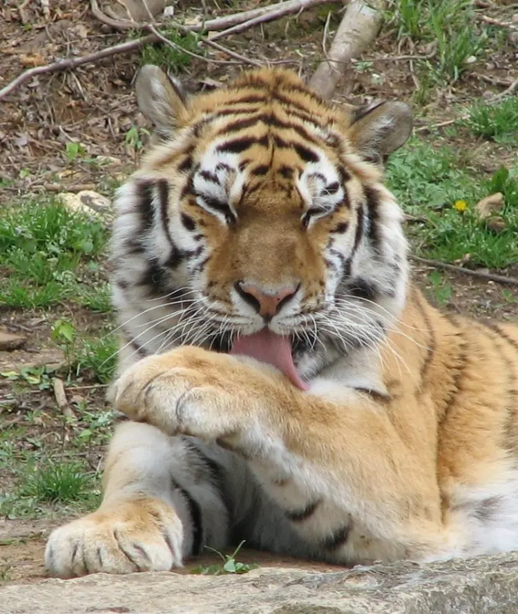 Tiger in Louisville Zoo