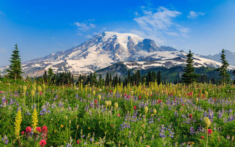 Mount Rainier Paradise in full bloom 