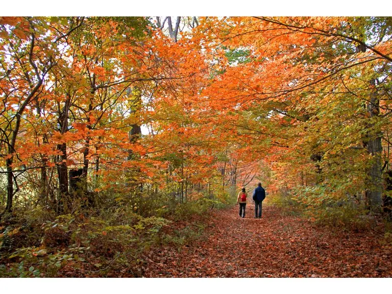 Strolling through the autumn forest in The Berkshires of western Massachusetts