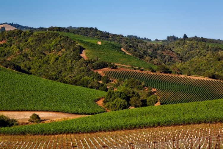 Wine Country Vineyards