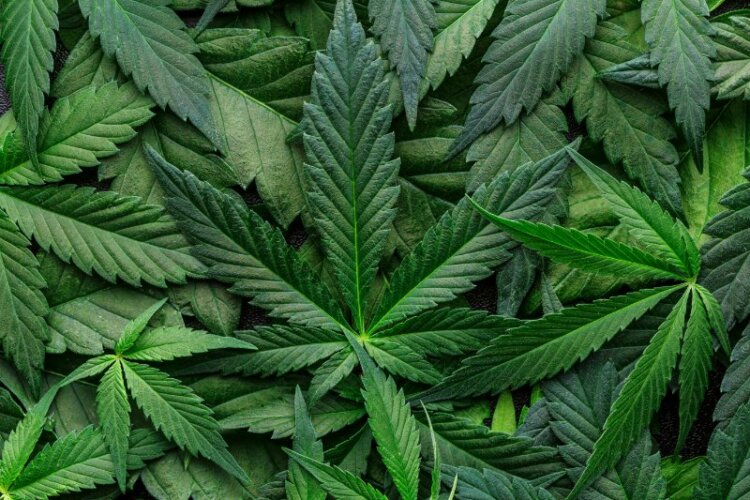 Closeup of marijuana leaves
