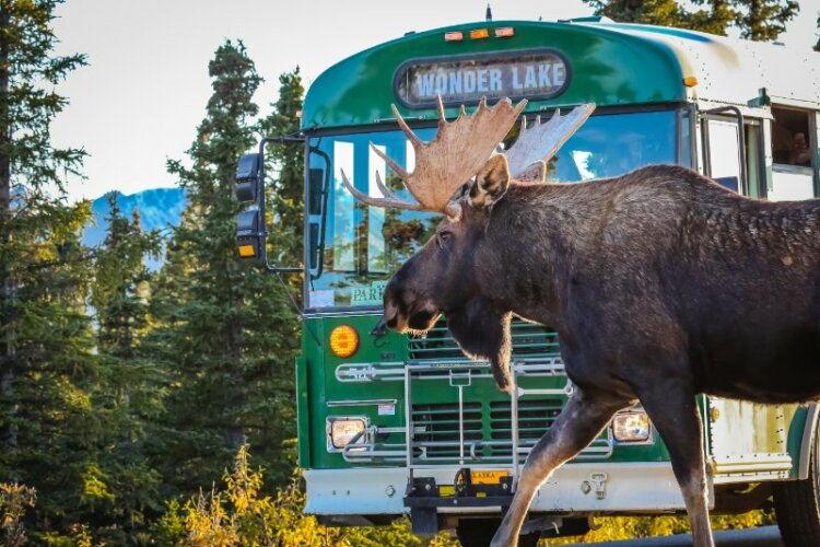 Moose standing in front of bus