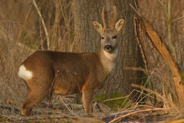 Roe Deer On Grassy Field