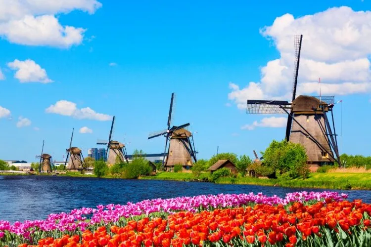 Tulip flowerbeds, windmill in background 