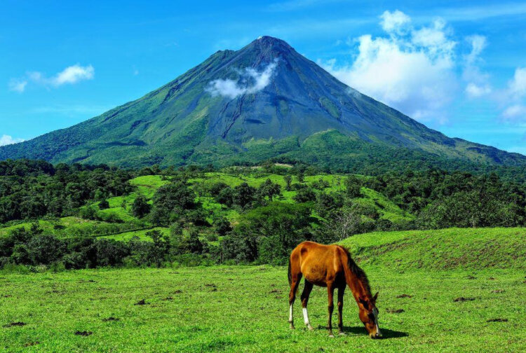 horse feeding off the grass just below the Arenal Volcano