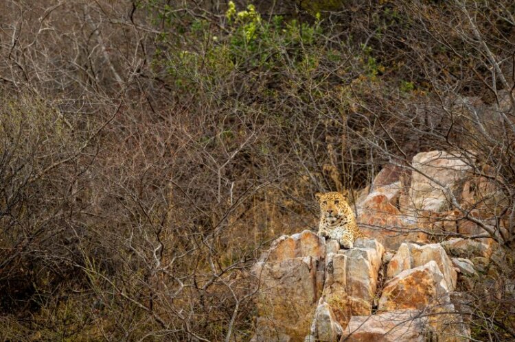 leopard resting on rock