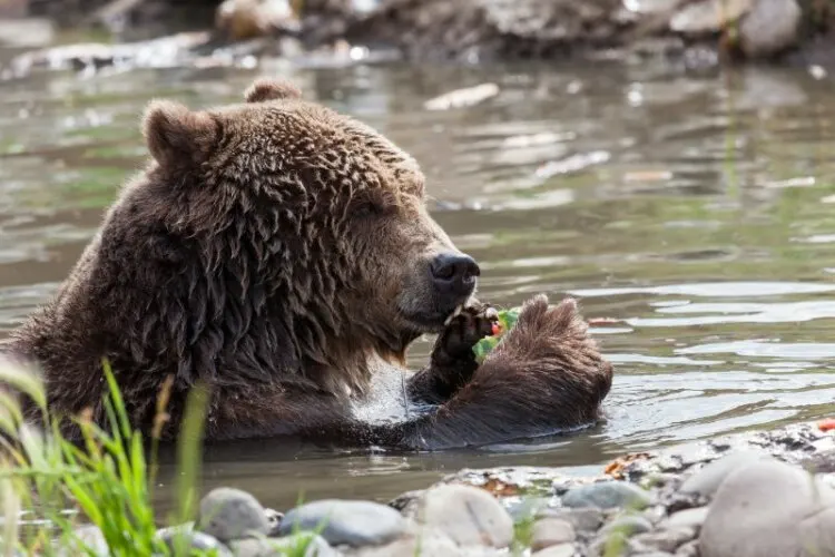 Grizzly Bear Playing in a Pond