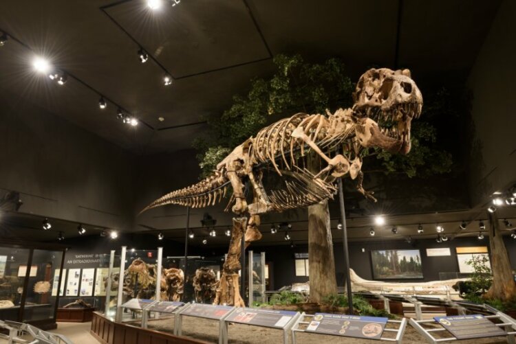 Tyrannosaurus Rex Fossil Exhibit