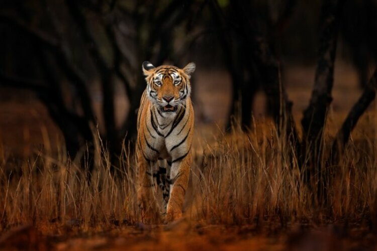 Tiger walking towards the camera