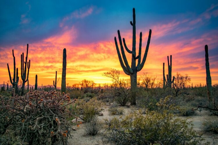 Colorful Sky and Cacti in Saguaro National Park