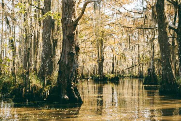 Swamp trees , lakes 