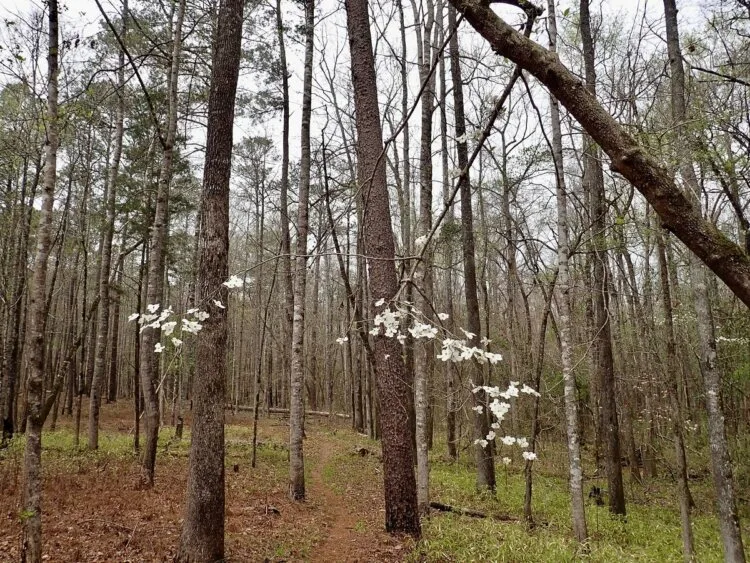 white flowers in bloom at the tuskegee national park