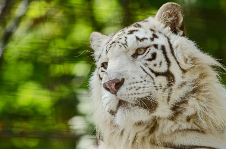 Photo Of A White Tiger looking on the side
