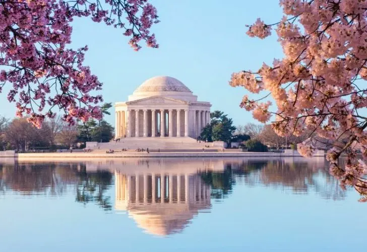 Beautiful early morning Jefferson Memorial with cherry blossoms