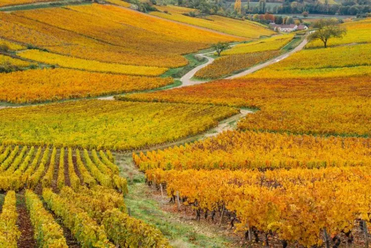 Dijon vineyards in autumn