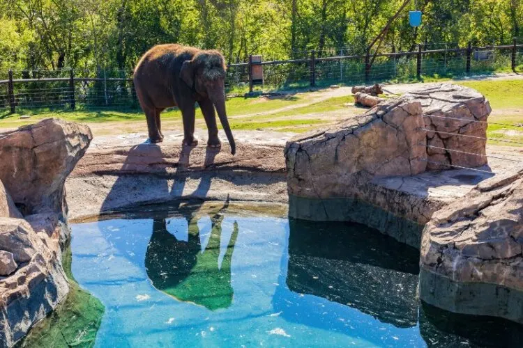 Elephant at Oaklahoma Zoo