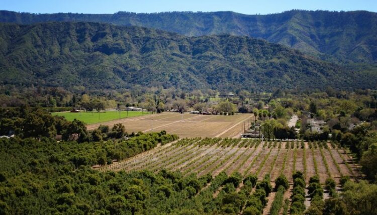 Ojai greeneries and vineyards