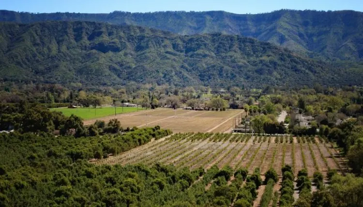 Ojai greeneries and vineyards