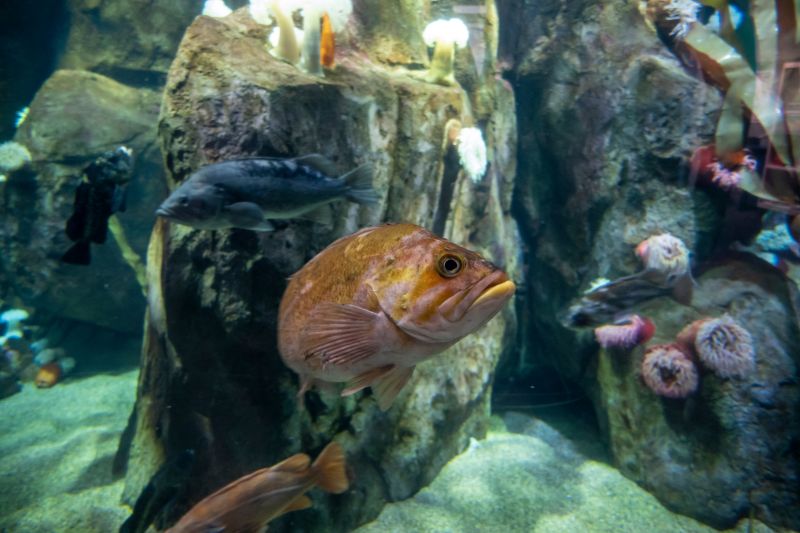 Exotic fish at Point Defiance Zoo and Aquarium  