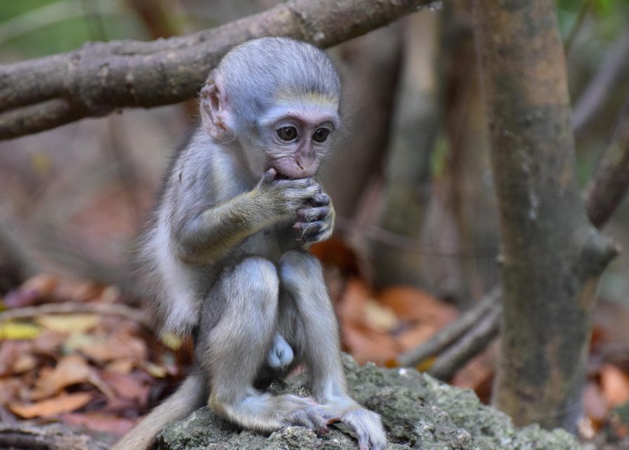 Cute monkey sitting on the ground