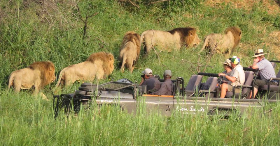 Lions at Chobe National Park Safari