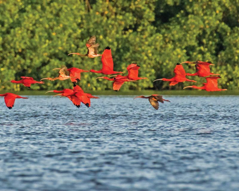 Migratory birds at Caroni Wildlife