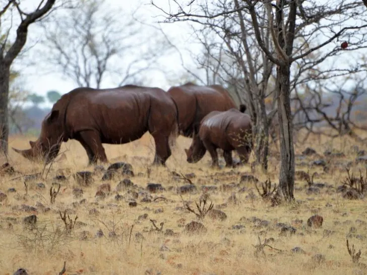 Rhinos at Mosi-oa-Tunya National Park