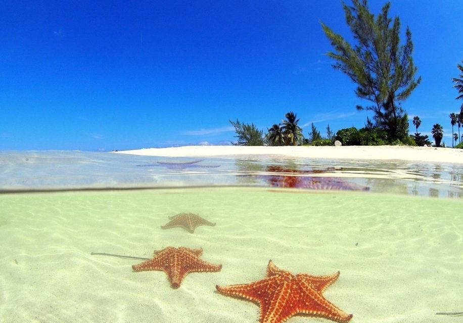 Starfishes in the water