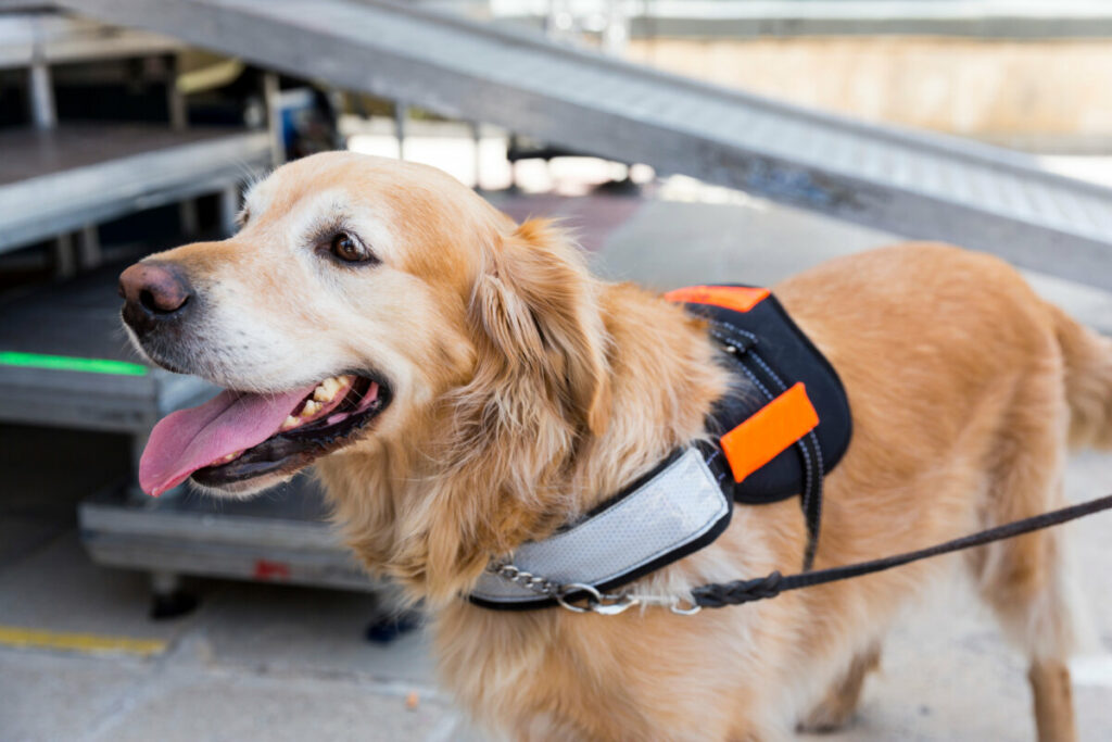 Close-up of a guide and assistance dog, a service pet