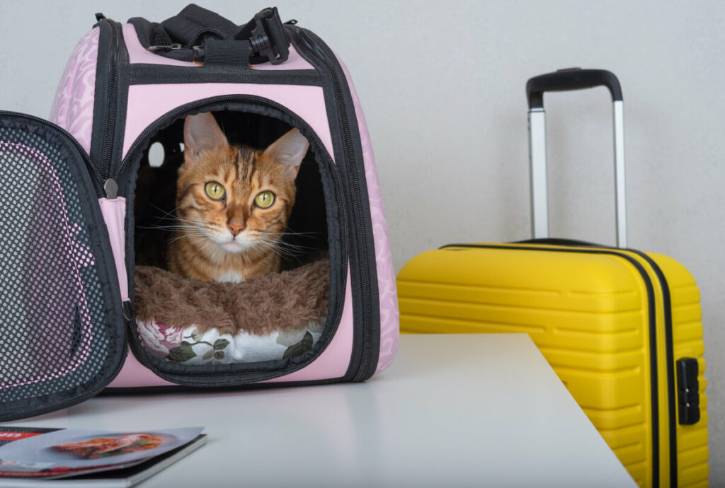 Orange cat inside a pink pet carrier next to a yellow suitcase