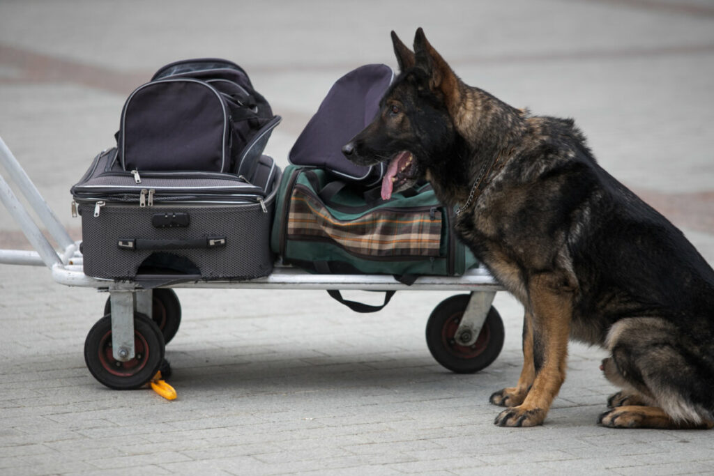 Police trained dog inspecting travel bags
