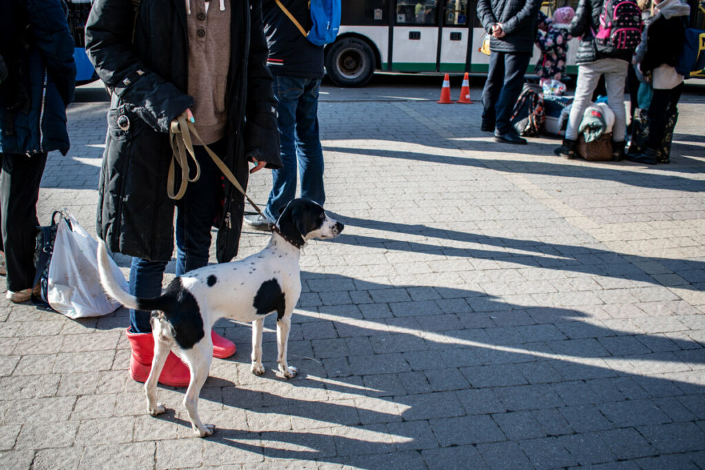 Dog on a leash with its owner at a bus station