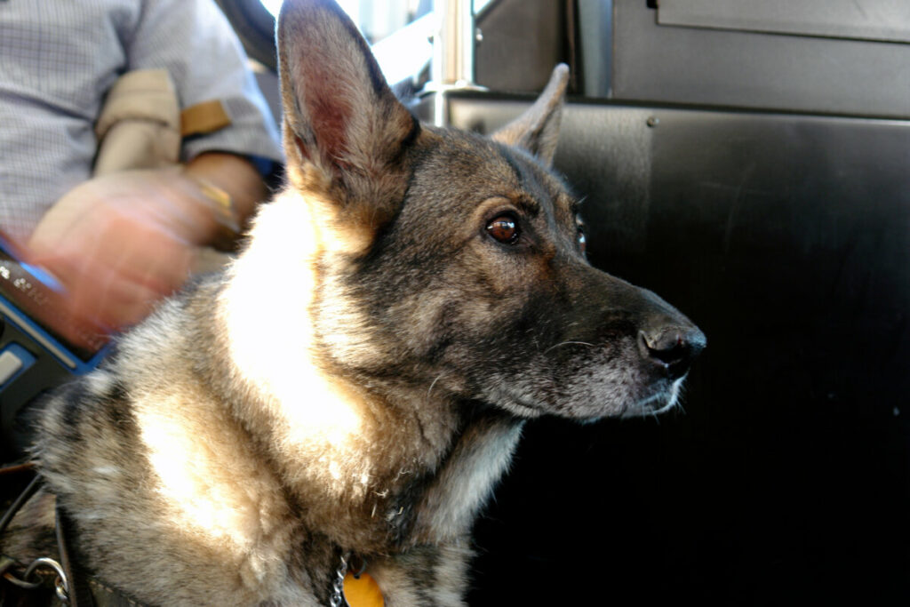 Close-up of a German shepherd inside a public transportation