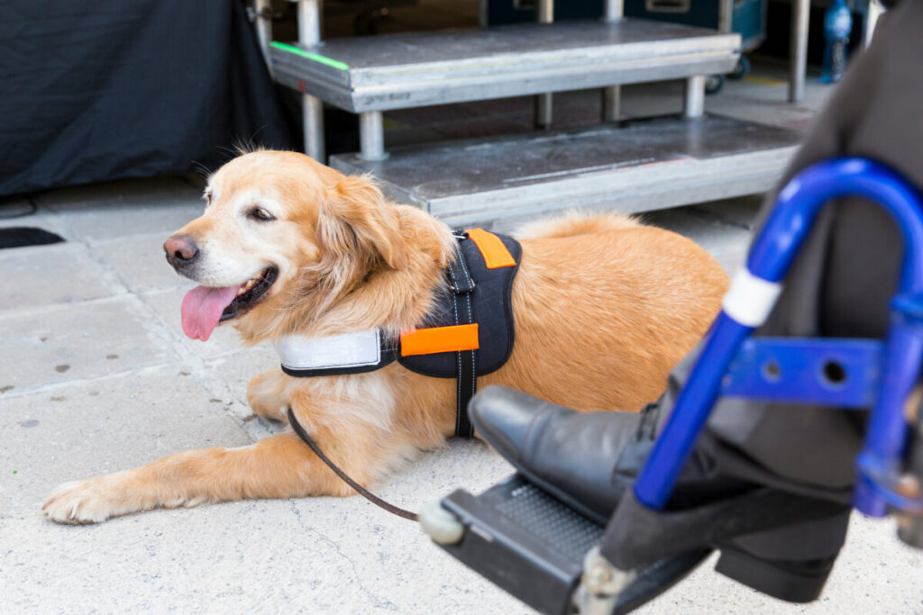 Close-up of a Golden Retriever service dog