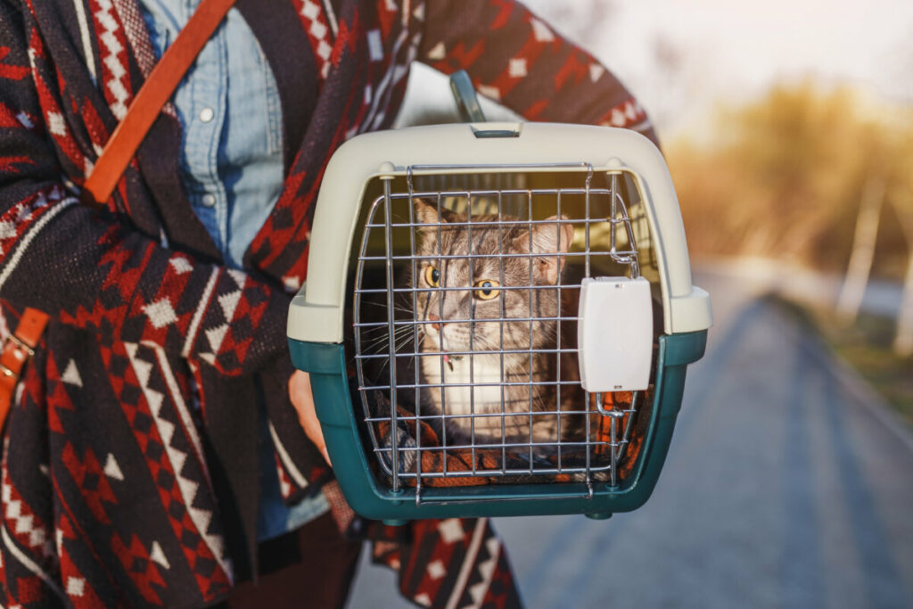 Woman carrying a plastic pet carrier with a cat inside