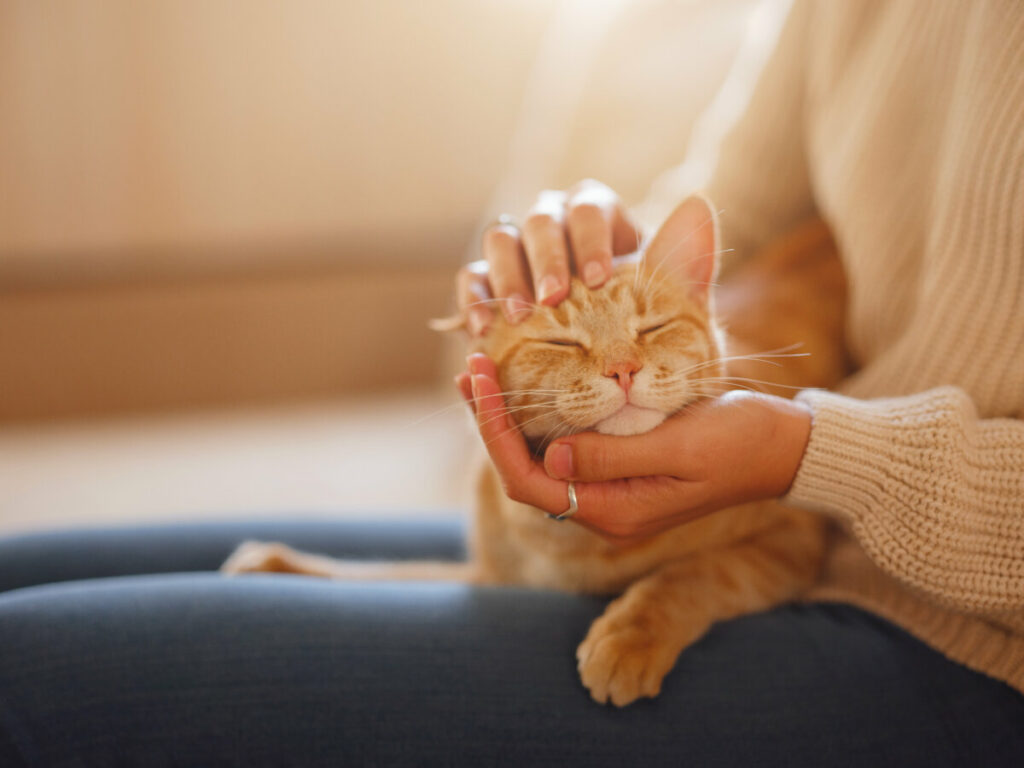 Close-up of a woman petting and cuddling a tabby cat on her lap